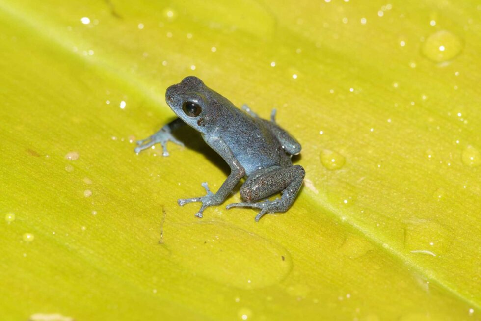 マダラヤドクガエル