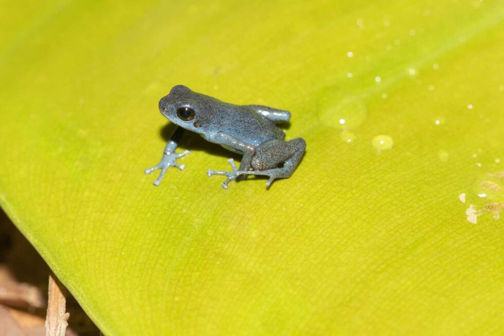 マダラヤドクガエル