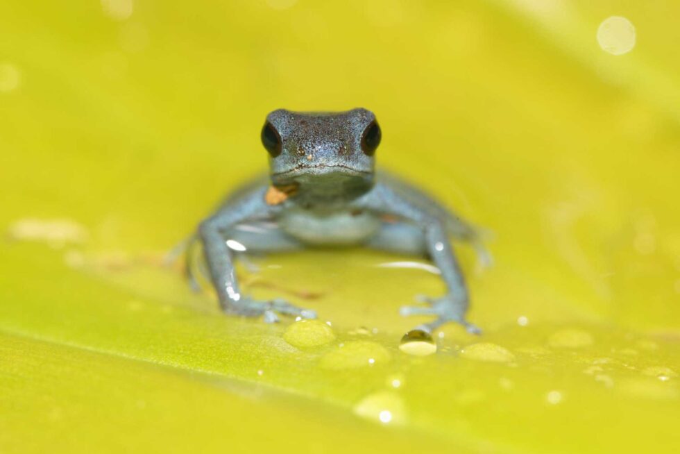 マダラヤドクガエル