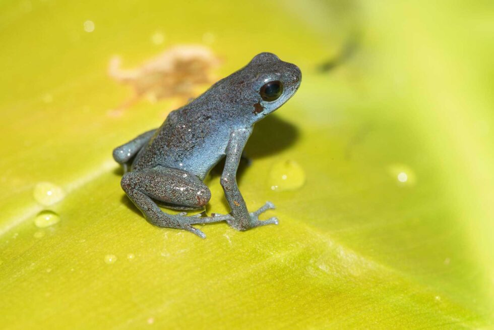 マダラヤドクガエル