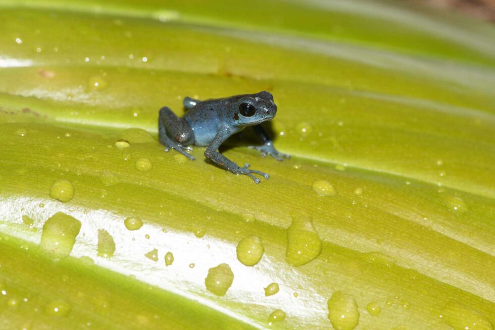 マダラヤドクガエル