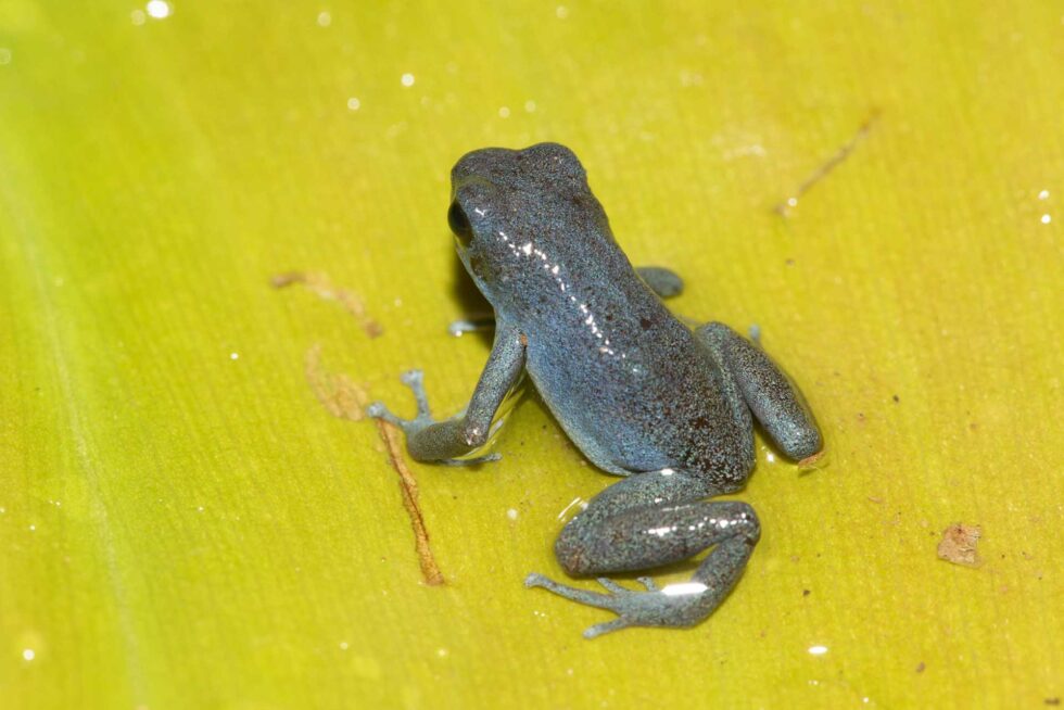 マダラヤドクガエル