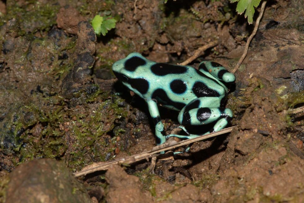 マダラヤドクガエル