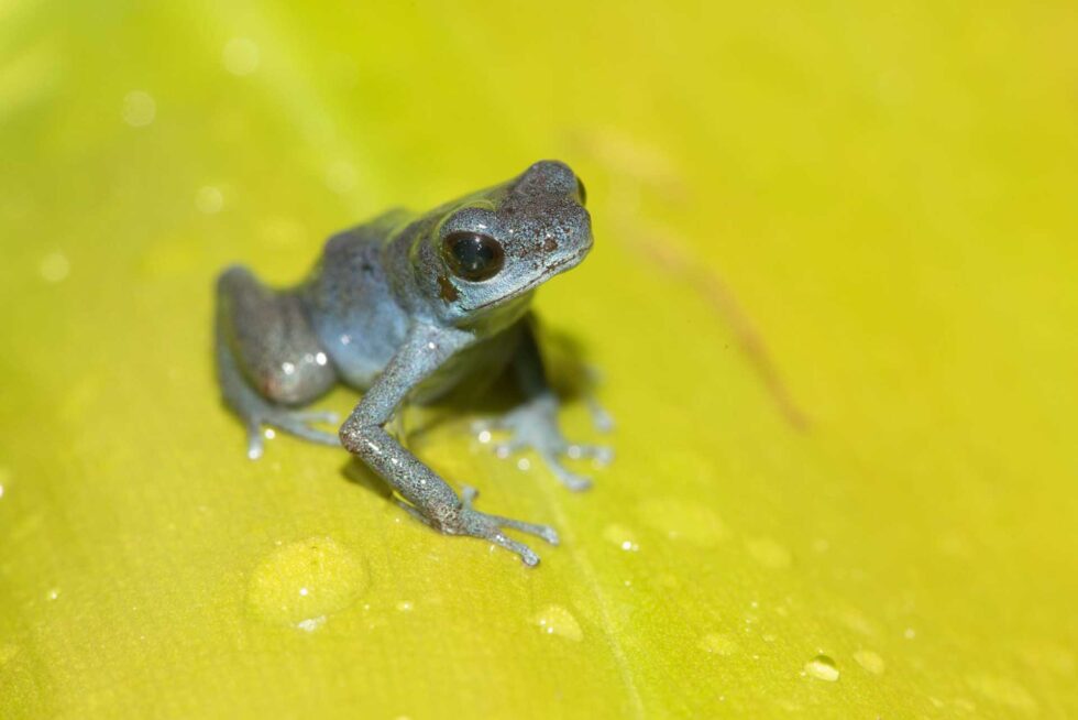 マダラヤドクガエル