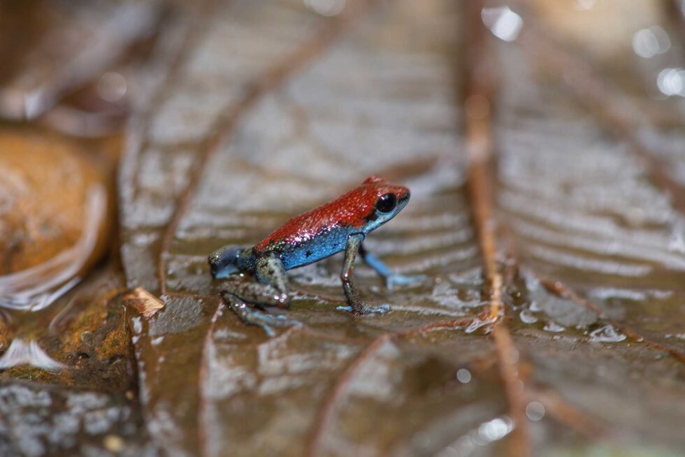 イチゴヤドクガエル