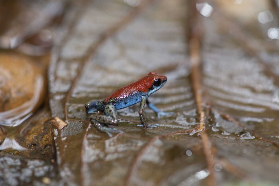 イチゴヤドクガエル