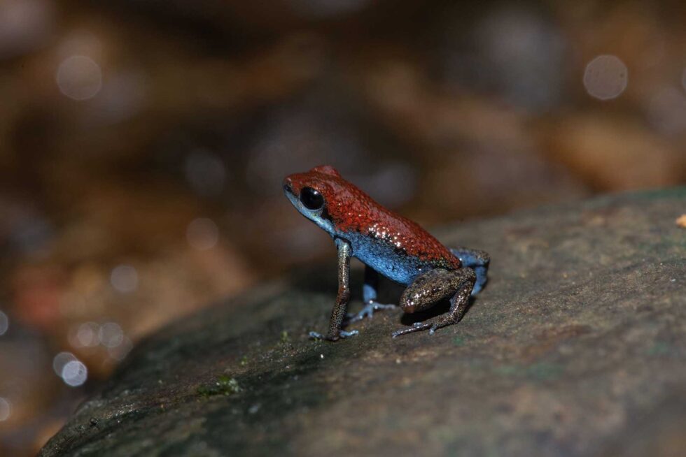 イチゴヤドクガエル