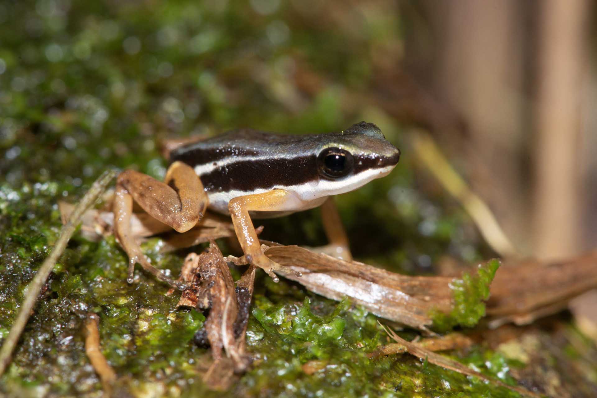 イチゴヤドクガエル