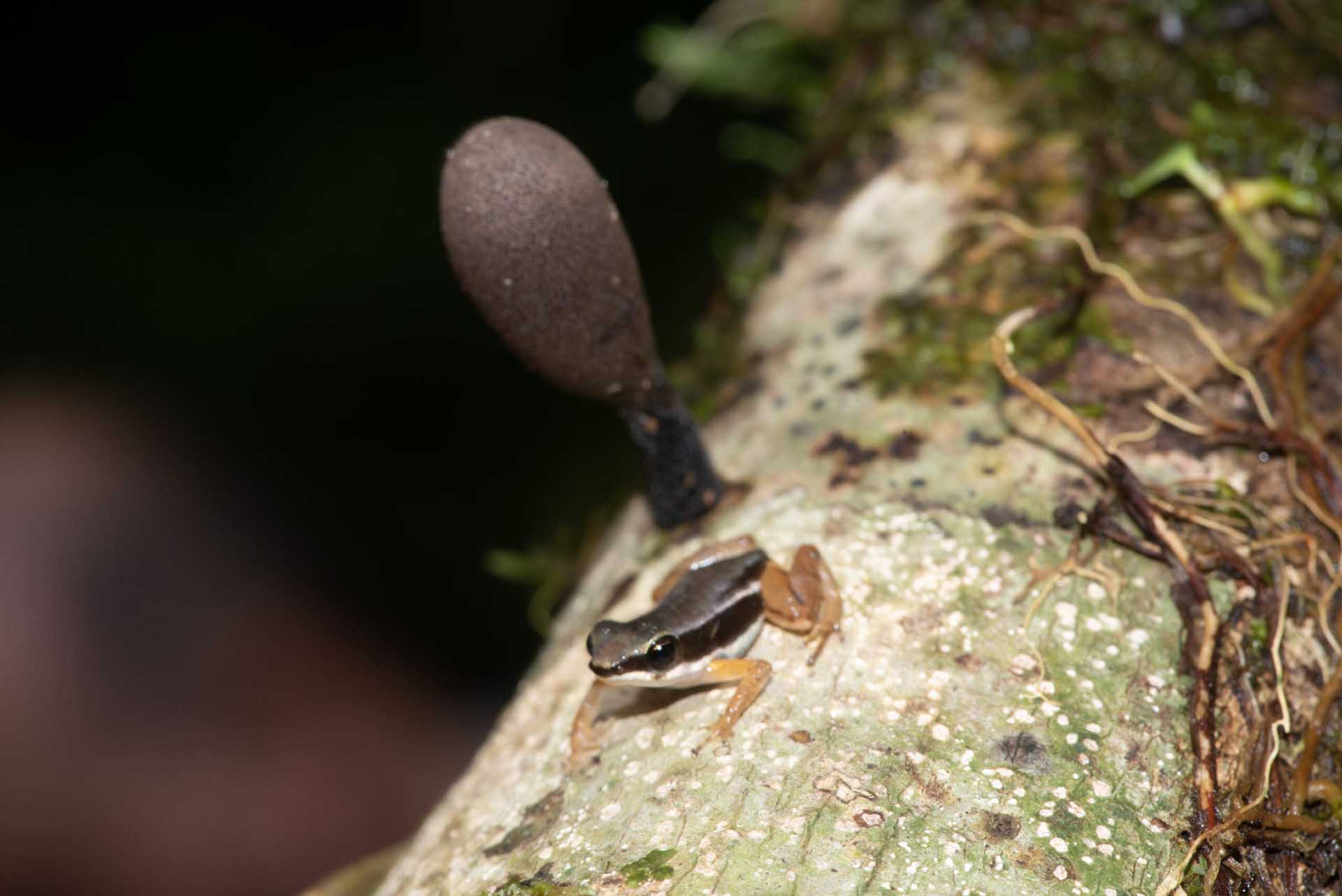 イチゴヤドクガエル