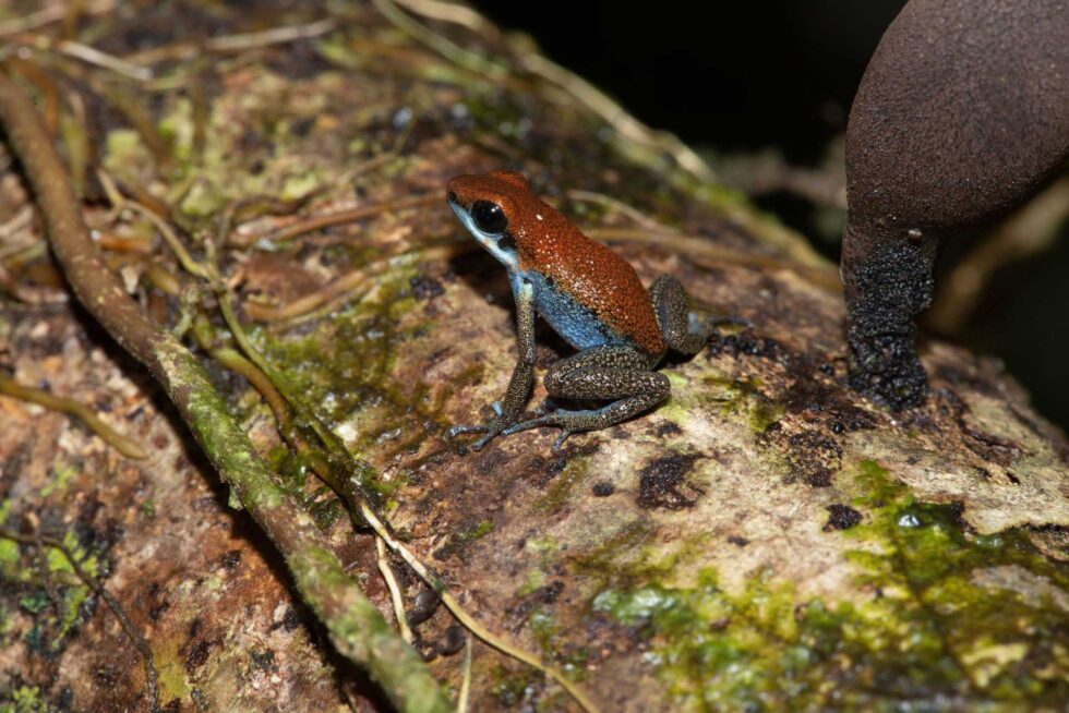 イチゴヤドクガエル
