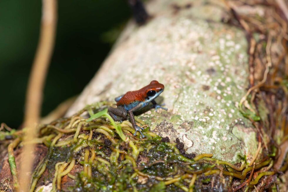 イチゴヤドクガエル