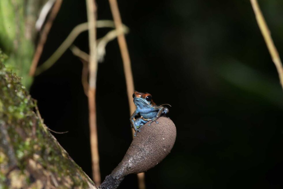 イチゴヤドクガエル