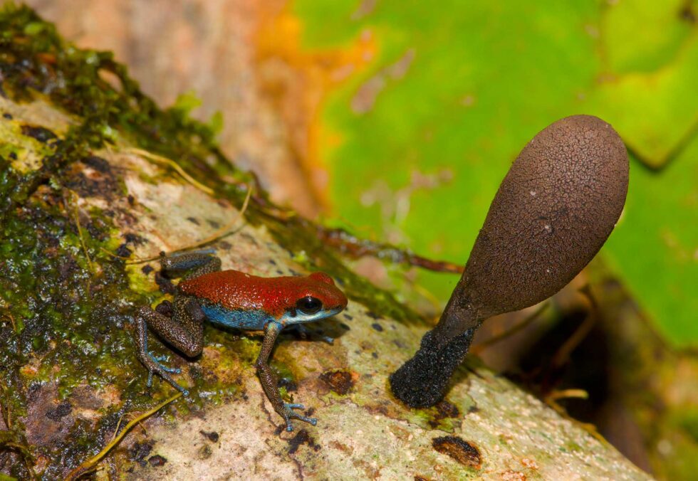 イチゴヤドクガエル