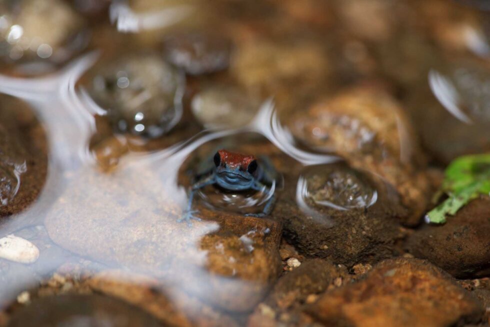 イチゴヤドクガエル
