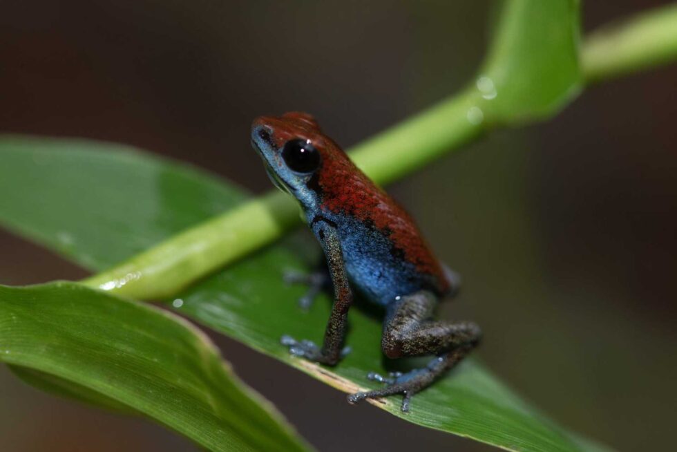 イチゴヤドクガエル