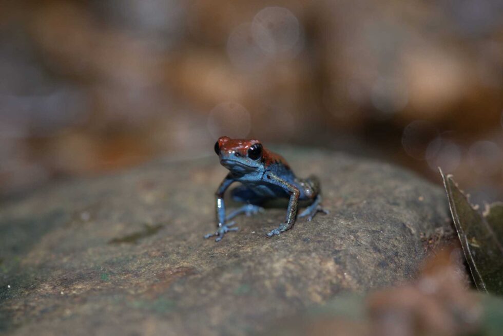 イチゴヤドクガエル