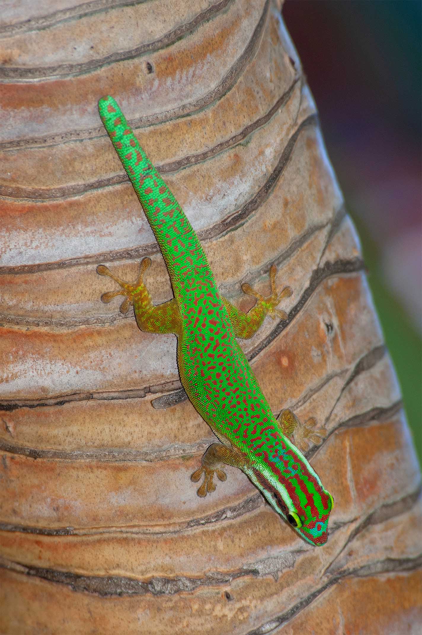プティ・イルのマナパニーヒルヤモリ（Phelsuma inexpectata）