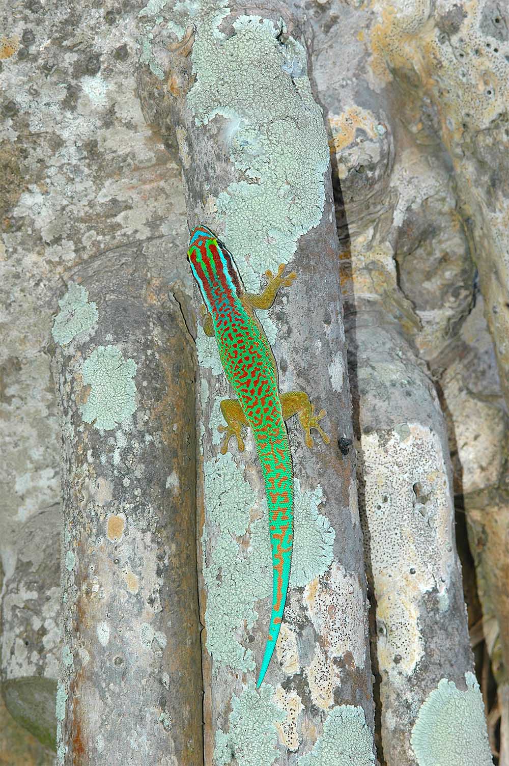タコノキ（Pandanus utilis）にいるマナパニーヒルヤモリ（Phelsuma inexpectata）
