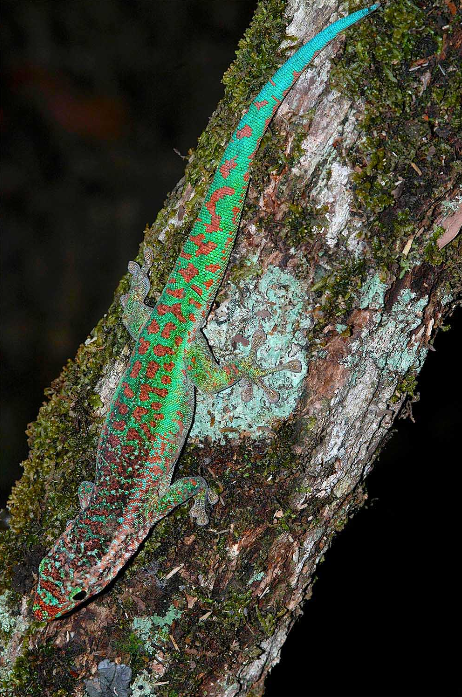 レユニオン島北部、レ・ブルレにおけるボルボニカヒルヤモリ（Phelsuma borbonica borbonica）