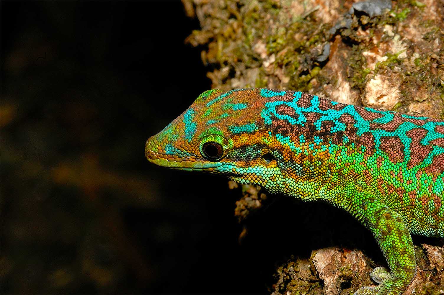 Phelsuma borbonica borbonica フォレ・デュ・クラテール地域、東部レユニオン