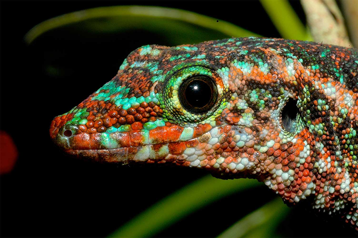 Phelsuma borbonica borbonica レ ブリュレ地域、北部レユニオン