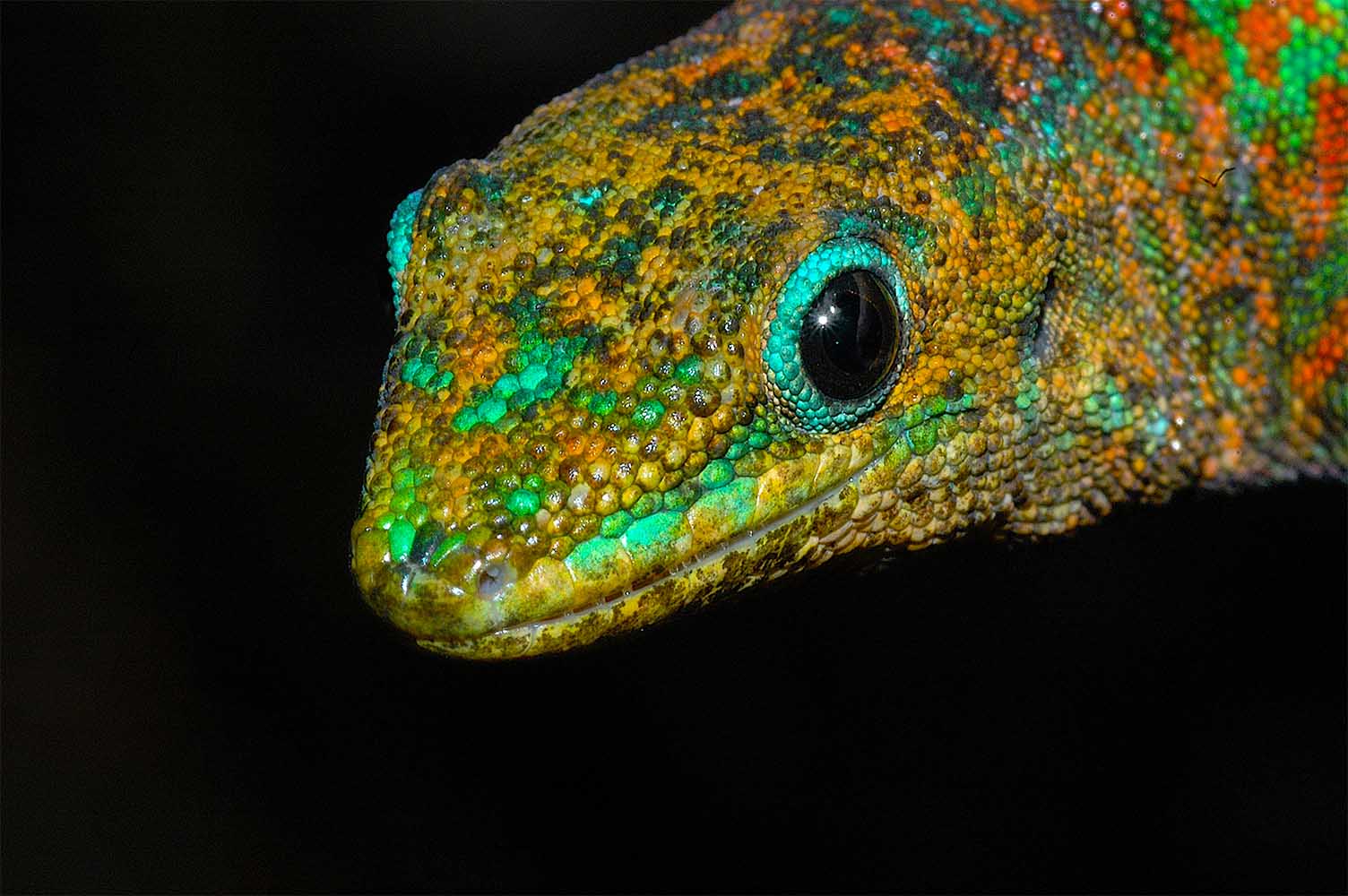 Phelsuma borbonica mater バス・ヴァレ地域、東部レユニオン