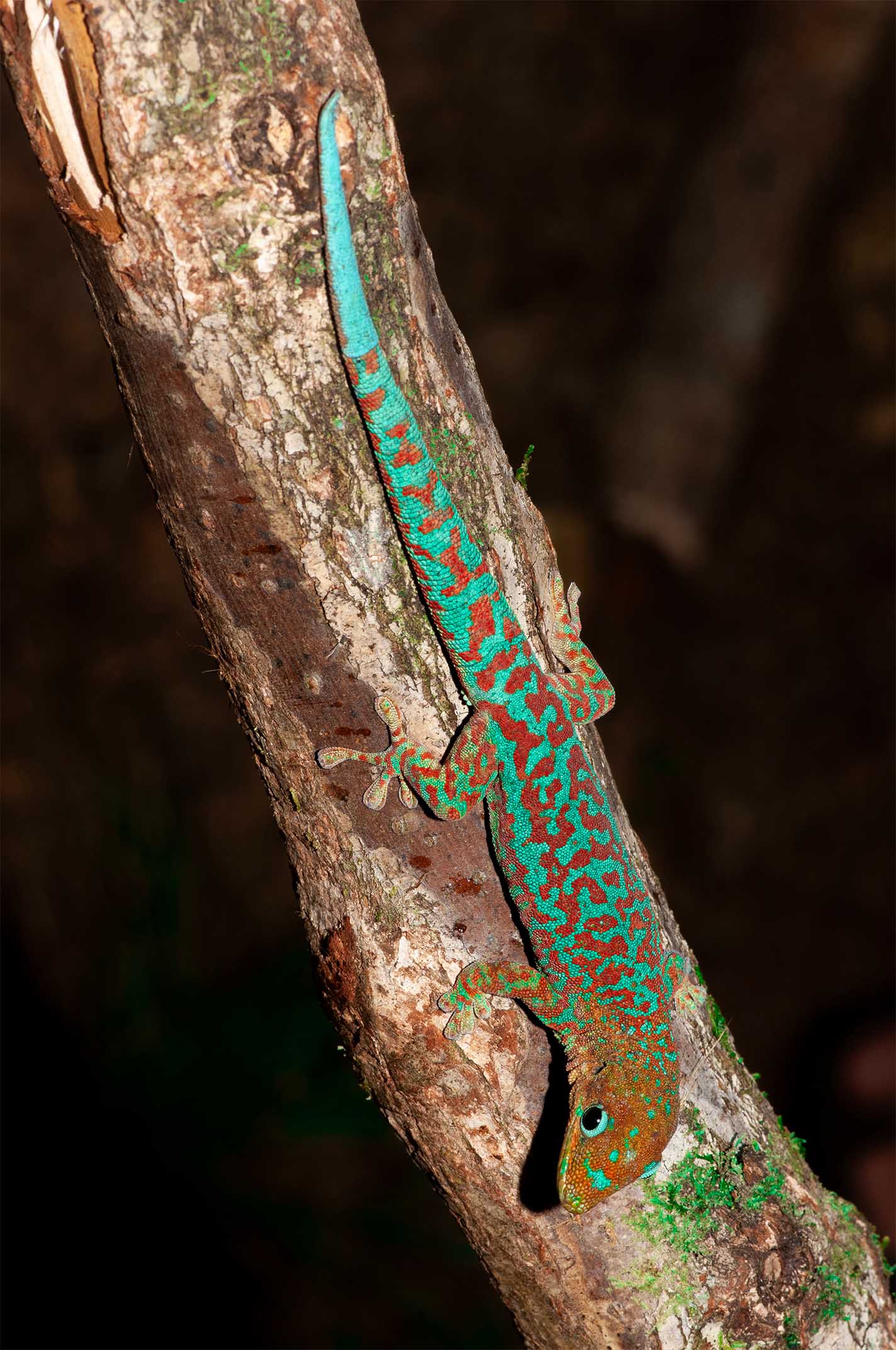 Phelsuma borbonica mater バスヴァレ地域、南レユニオン