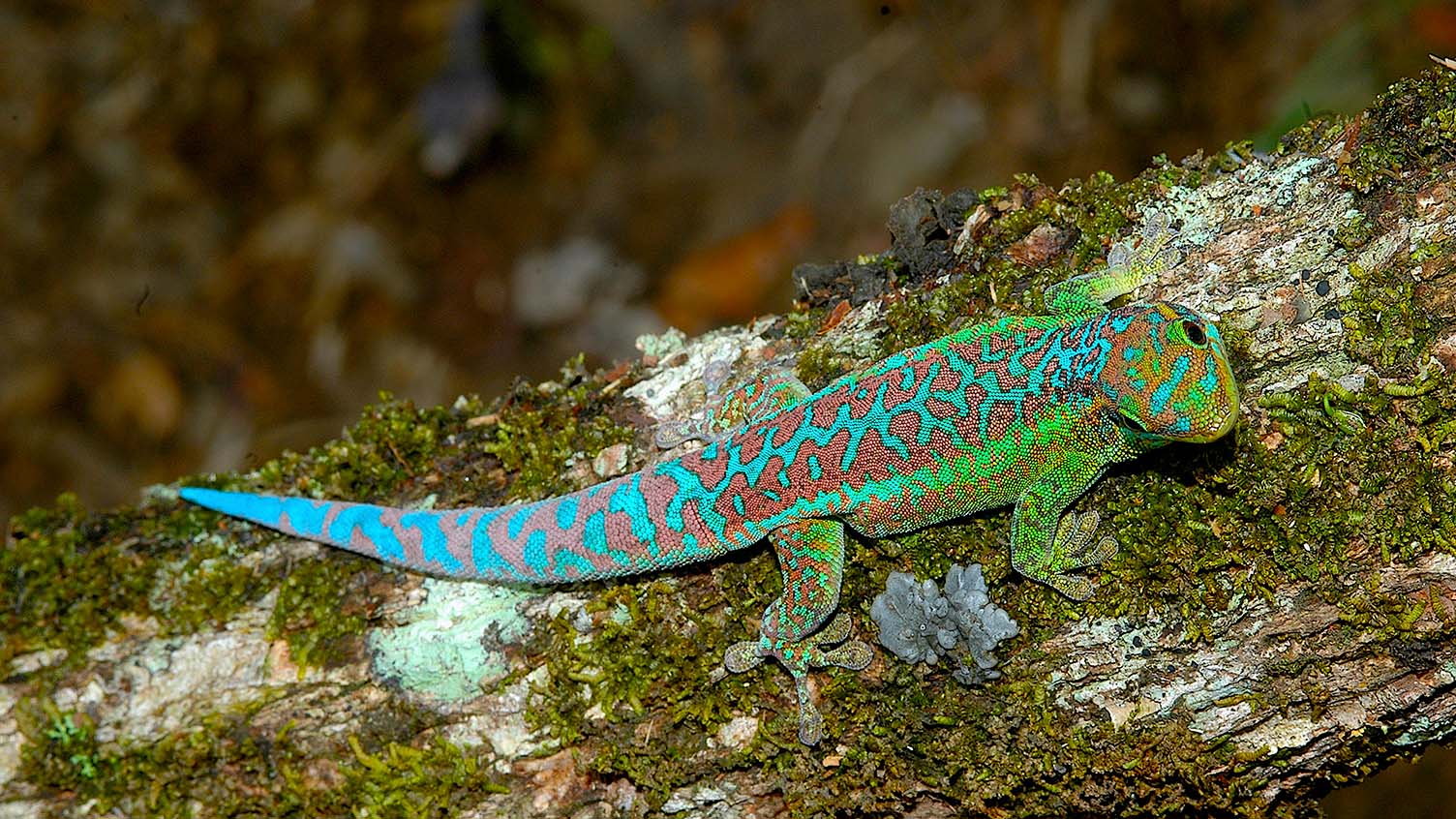 Phelsuma borbonica borbonica サント・ローズ高地、東レユニオン