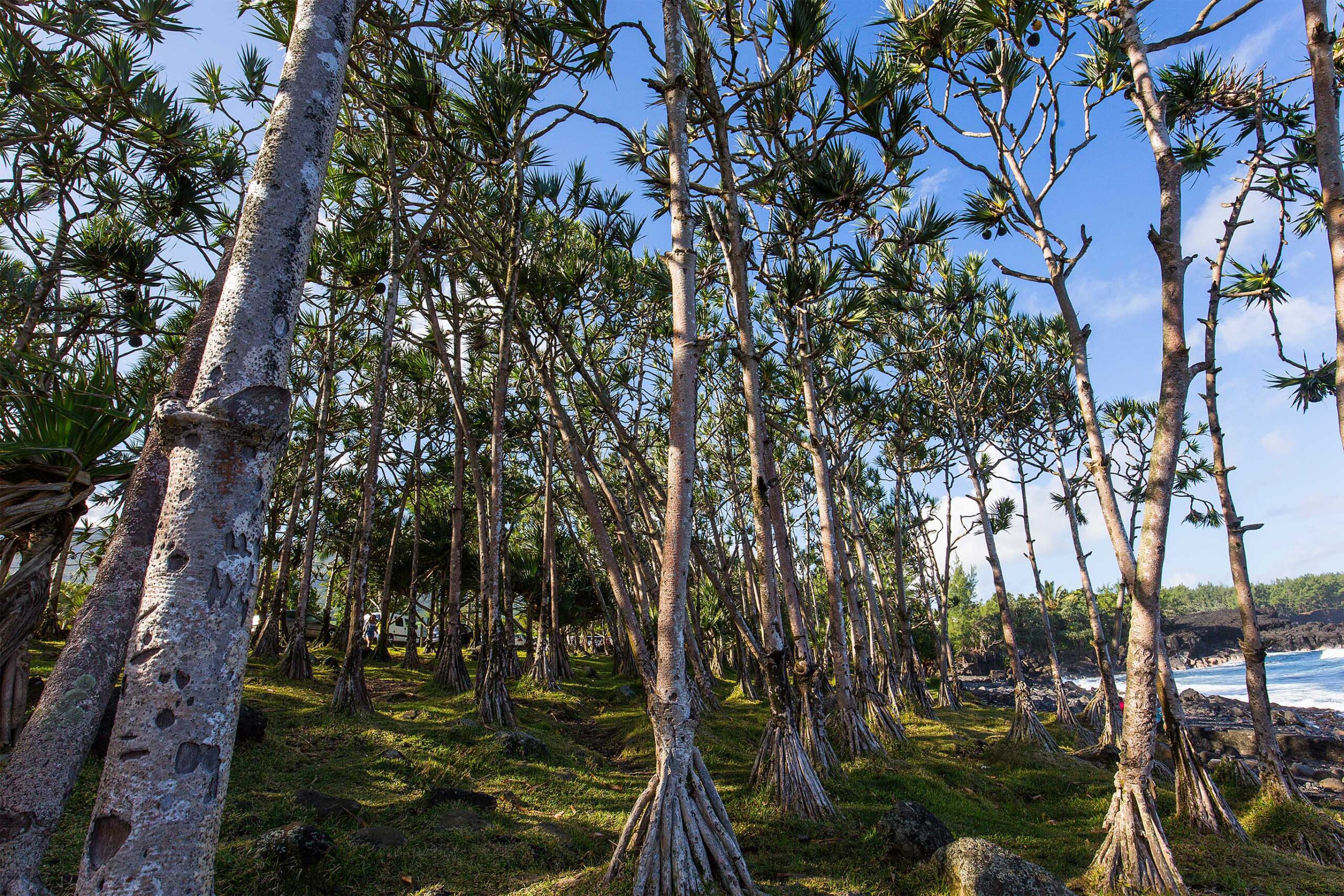 南部レユニオンの崖沿いのタコノキ(Pandanus utilis)森林