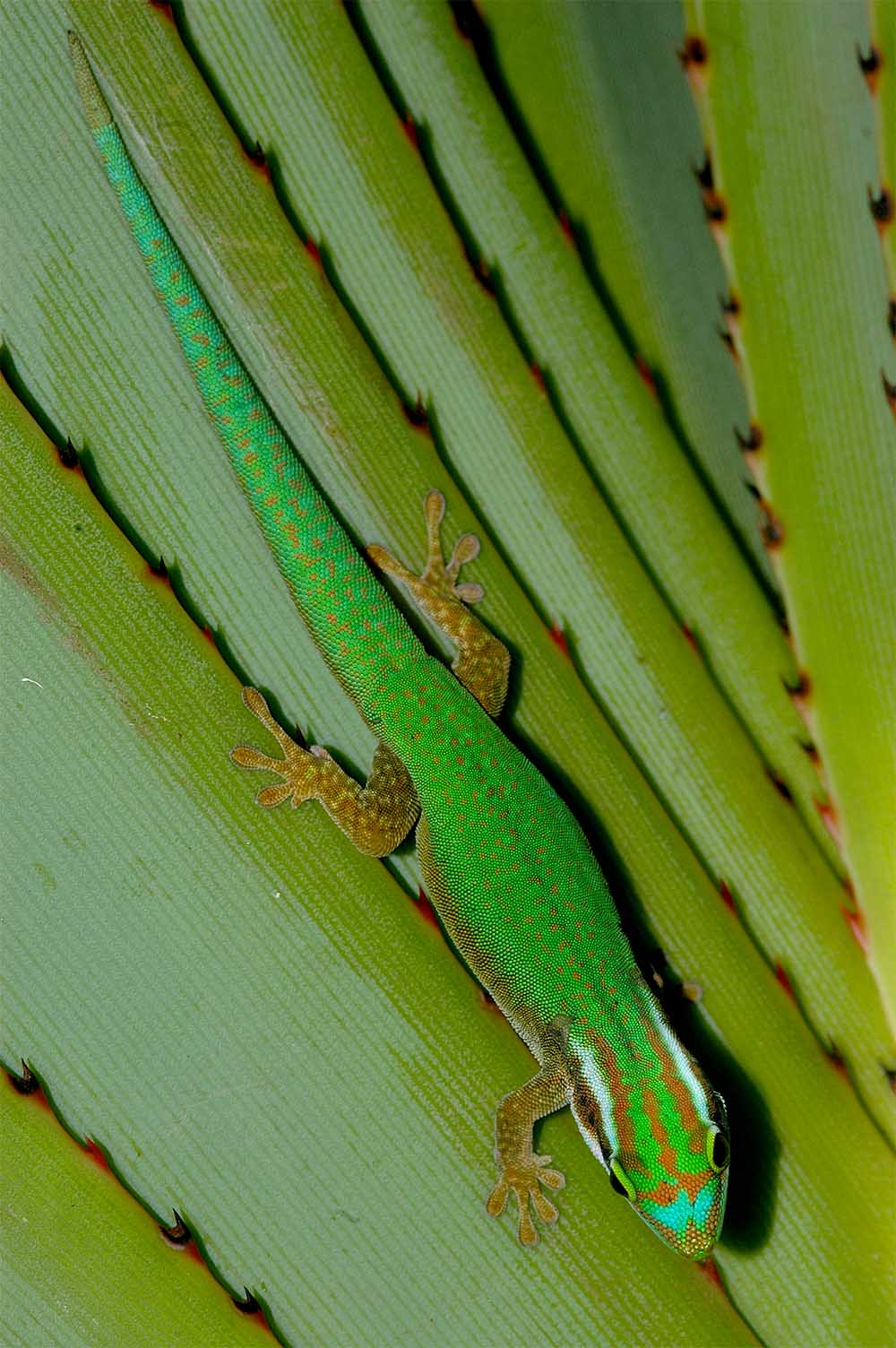 タコノキ(Pandanus utilis)の葉の上にいるマナパニーヒルヤモリ(Phelsuma inexpectata)