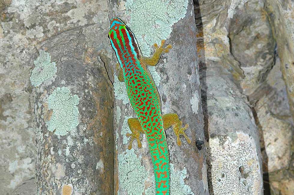 タコノキ(Pandanus utilis)にいるマナパニーヒルヤモリ(Phelsuma inexpectata)