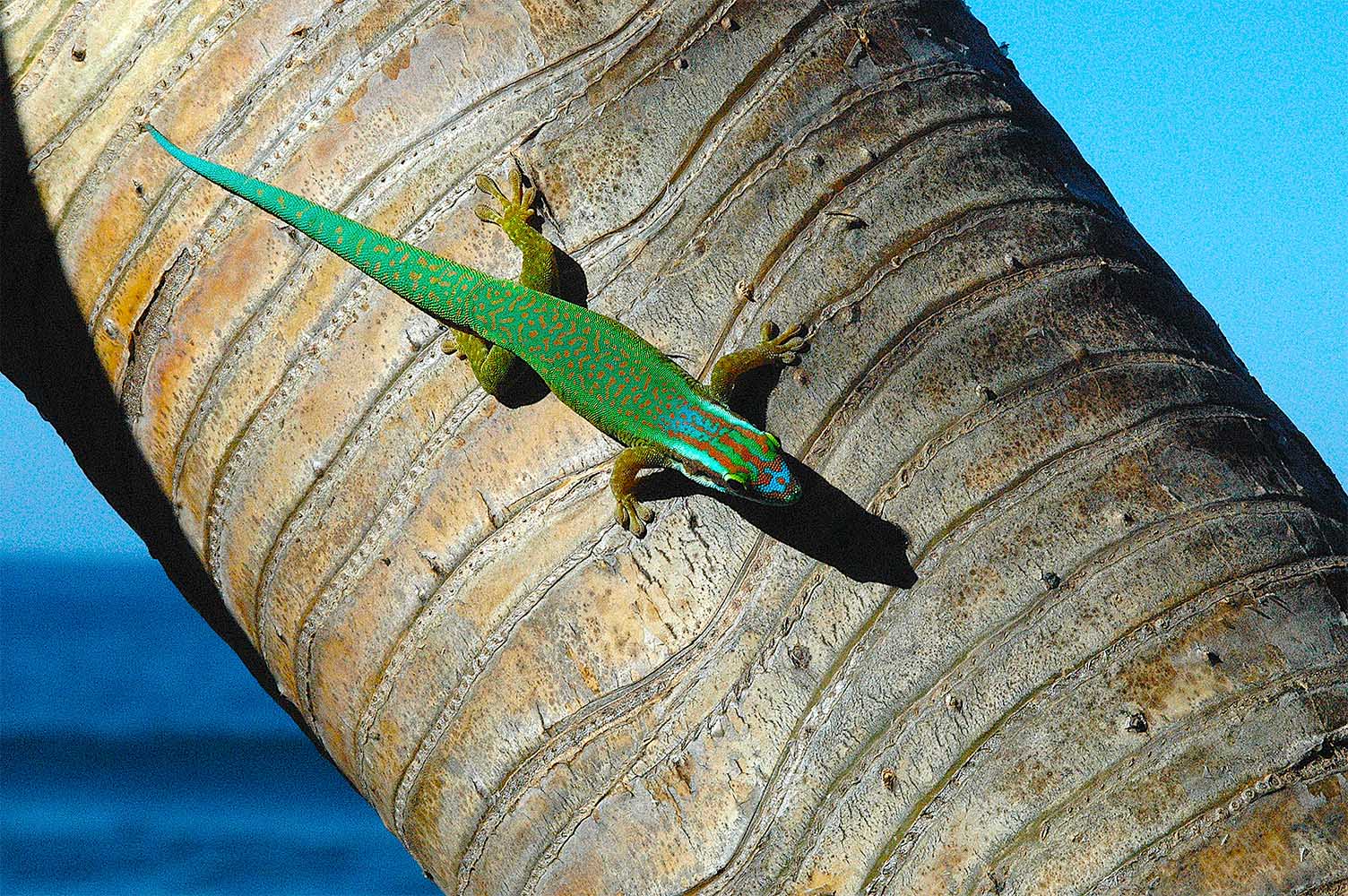 マナパニーヒルヤモリ(Phelsuma inexpectata)