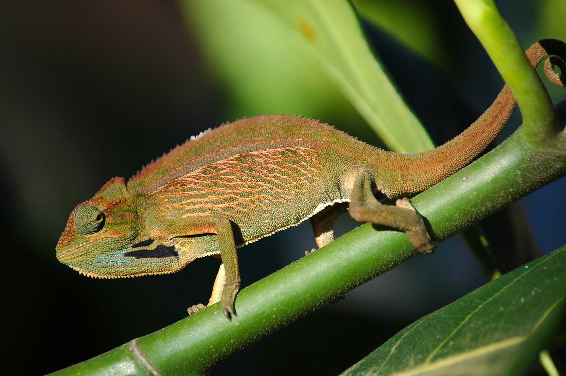 エリオットカメレオン(Trioceros ellioti)の情熱的な色合いは、その感情に合わせて変化するカメレオンの複雑な色彩変化を証明しています。