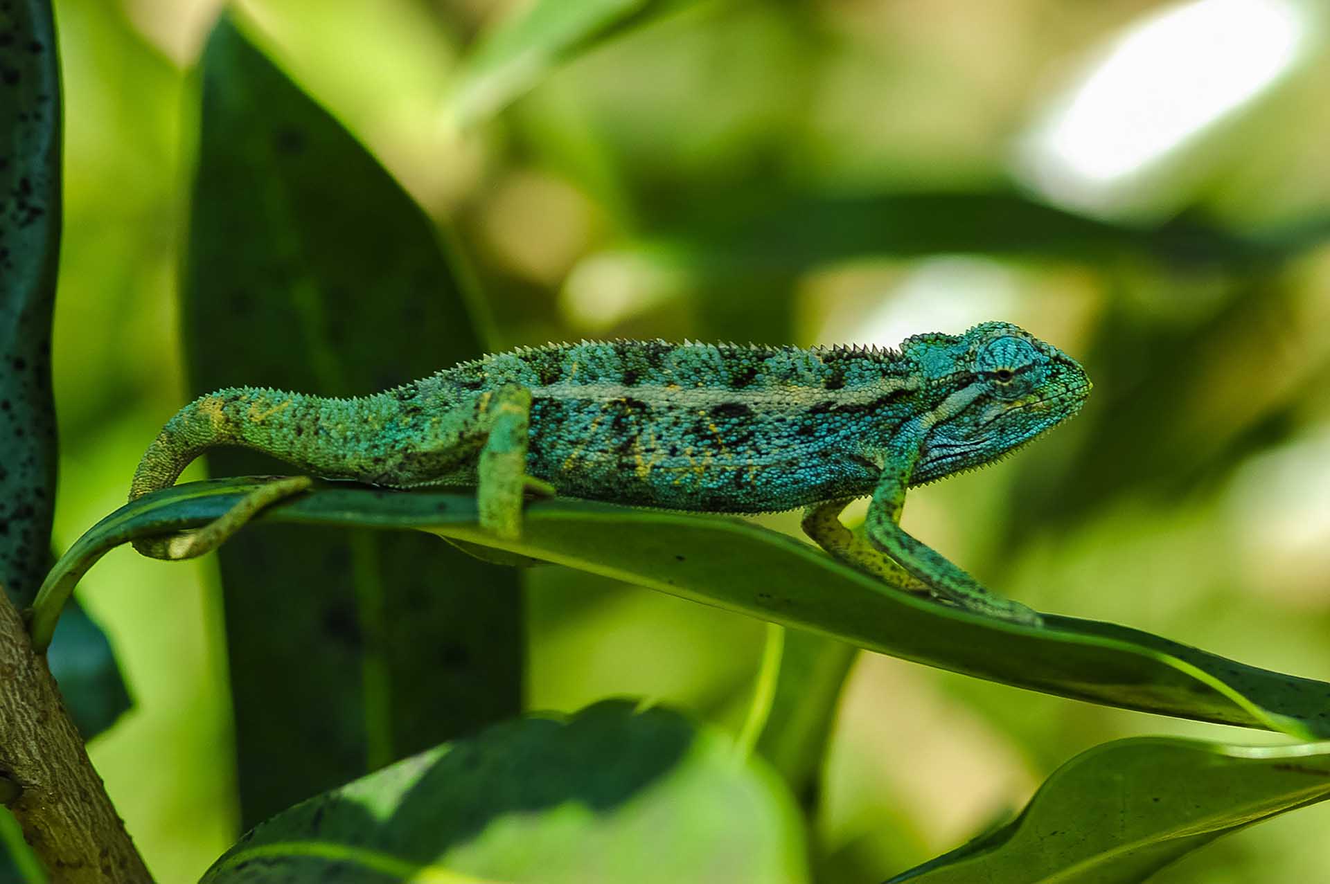 ビゴディ湿地において、エリオットカメレオン(Trioceros ellioti)は鮮やかで多彩な体色のバリエーションを見せてくれます。