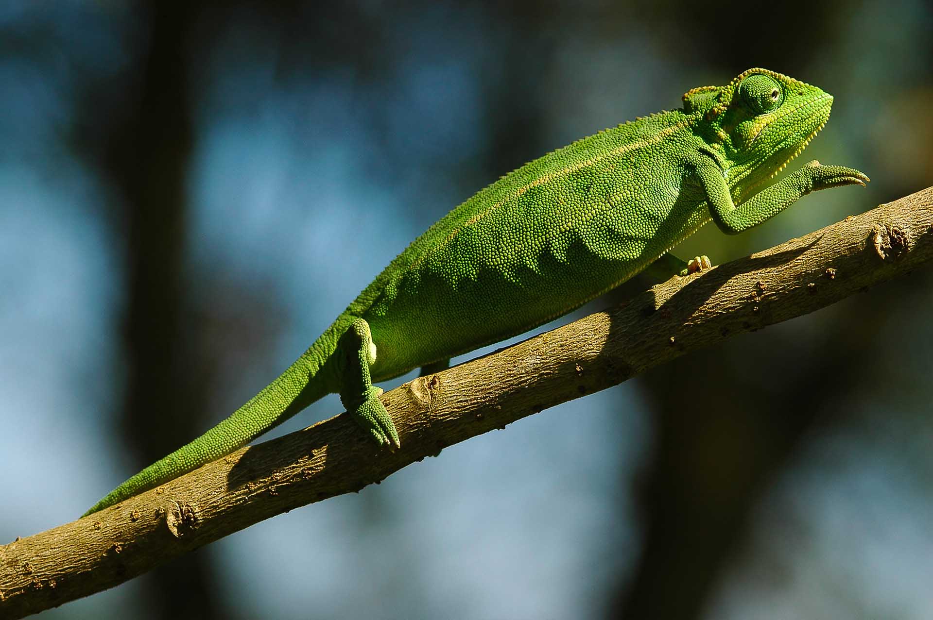 エリオットカメレオン(Trioceros ellioti)の鮮烈な緑の姿は、その棲息地の中心部で見せる、カメレオンが持つ多才な色彩適応力を際立たせています。