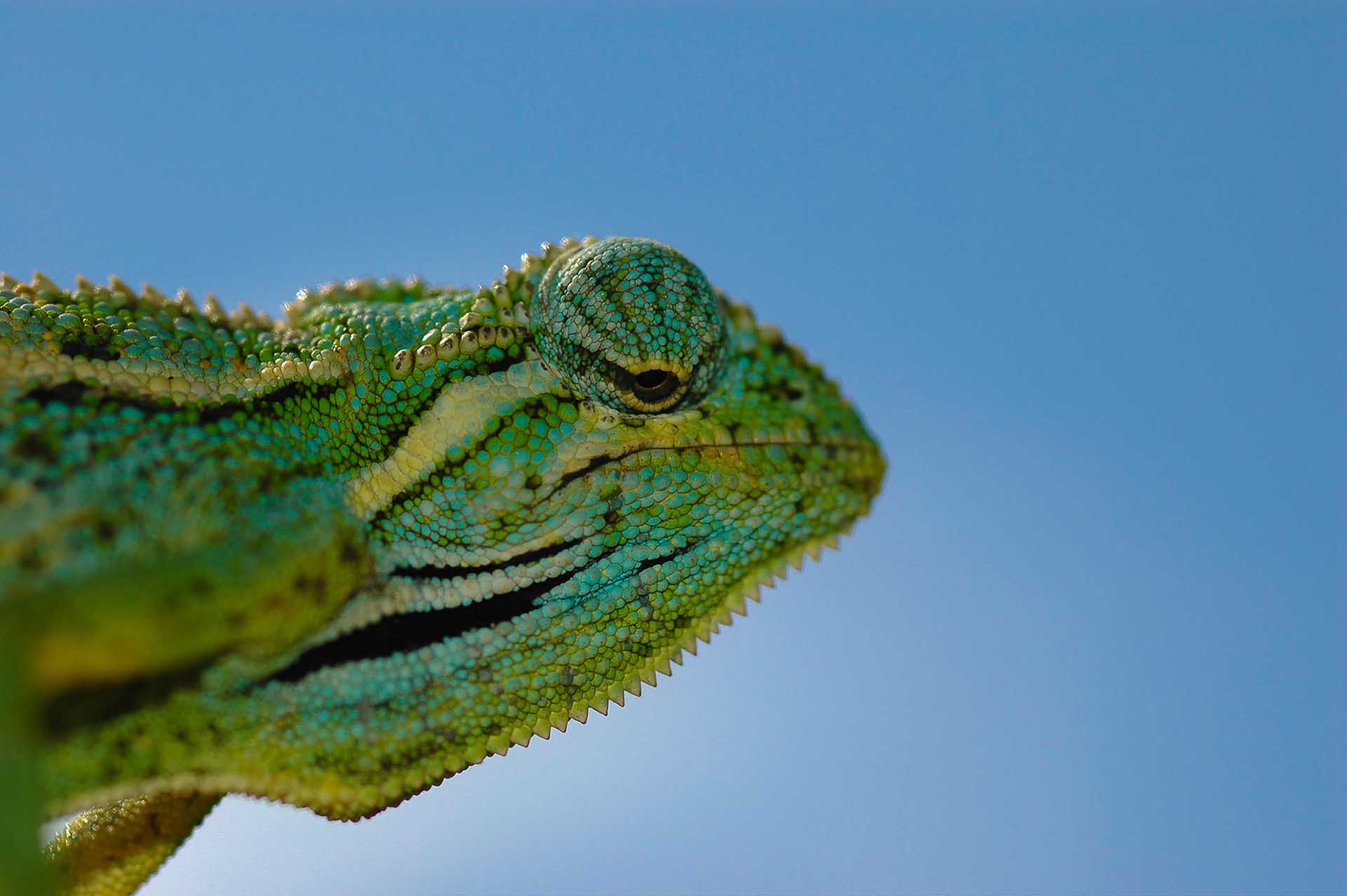 エリオットカメレオン(Trioceros ellioti)の鋭い眼差しを捉えた精緻なヘッドショットは、その複雑な模様と色彩を余すところなく明らかにします。