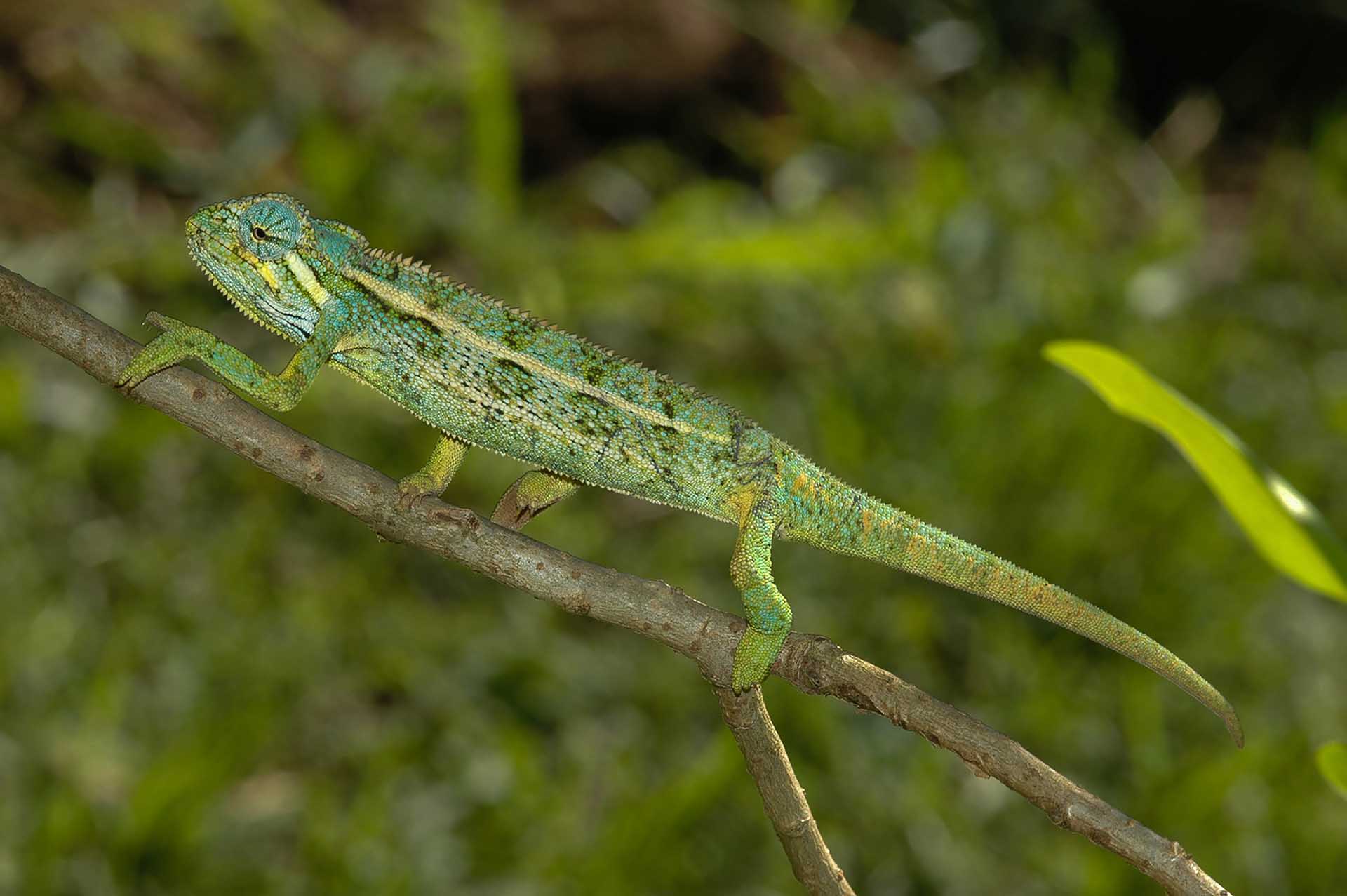 ビゴディ湿地では、トリオケロス・エリオッティが織りなす多彩な色合いの中の、また別の鮮やかな色彩を目にすることができます