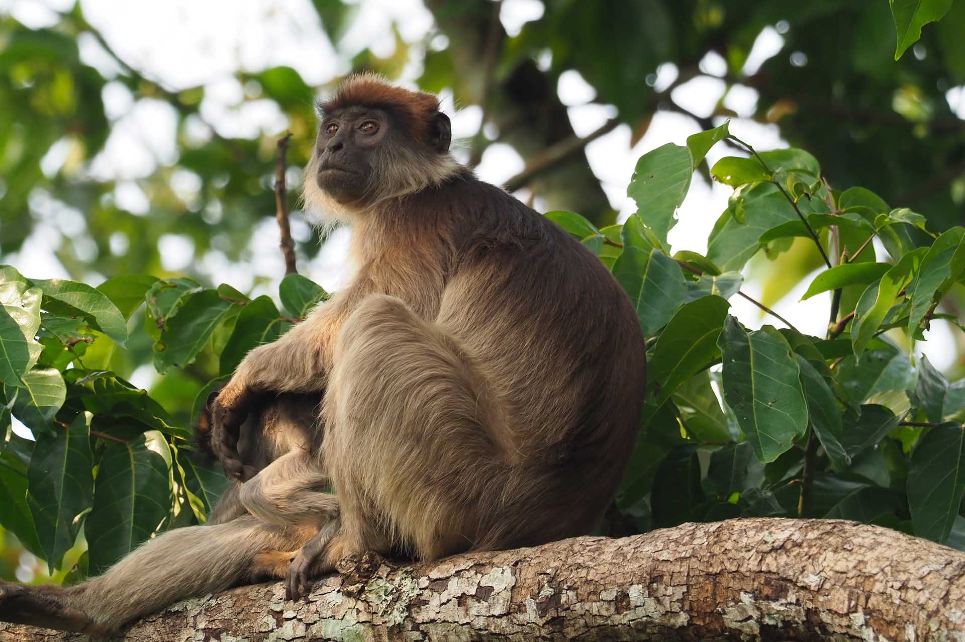 ビゴディ湿地の豊かな緑に包まれる中に住む、神秘的な存在であるレッドコロブスは、今なお人々を魅了し続ける謎の生きものです