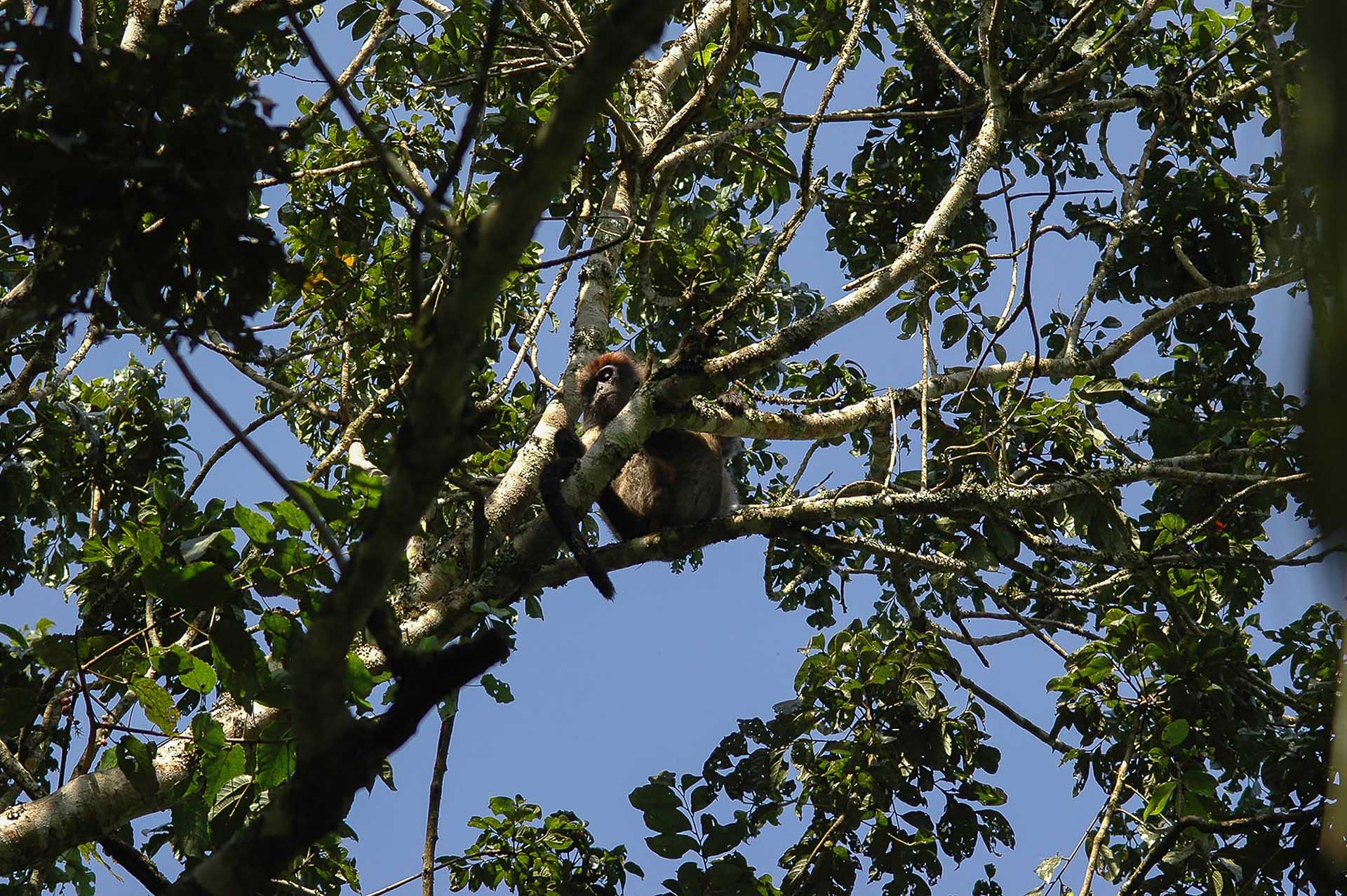 樹上の見張り台から:ビゴディ湿地の中心部で、レッドコロブスが木の上から好奇心いっぱいのまなざしを向けてきます。その鋭い目は、私たちの一挙手一投足をじっと追いかけています。