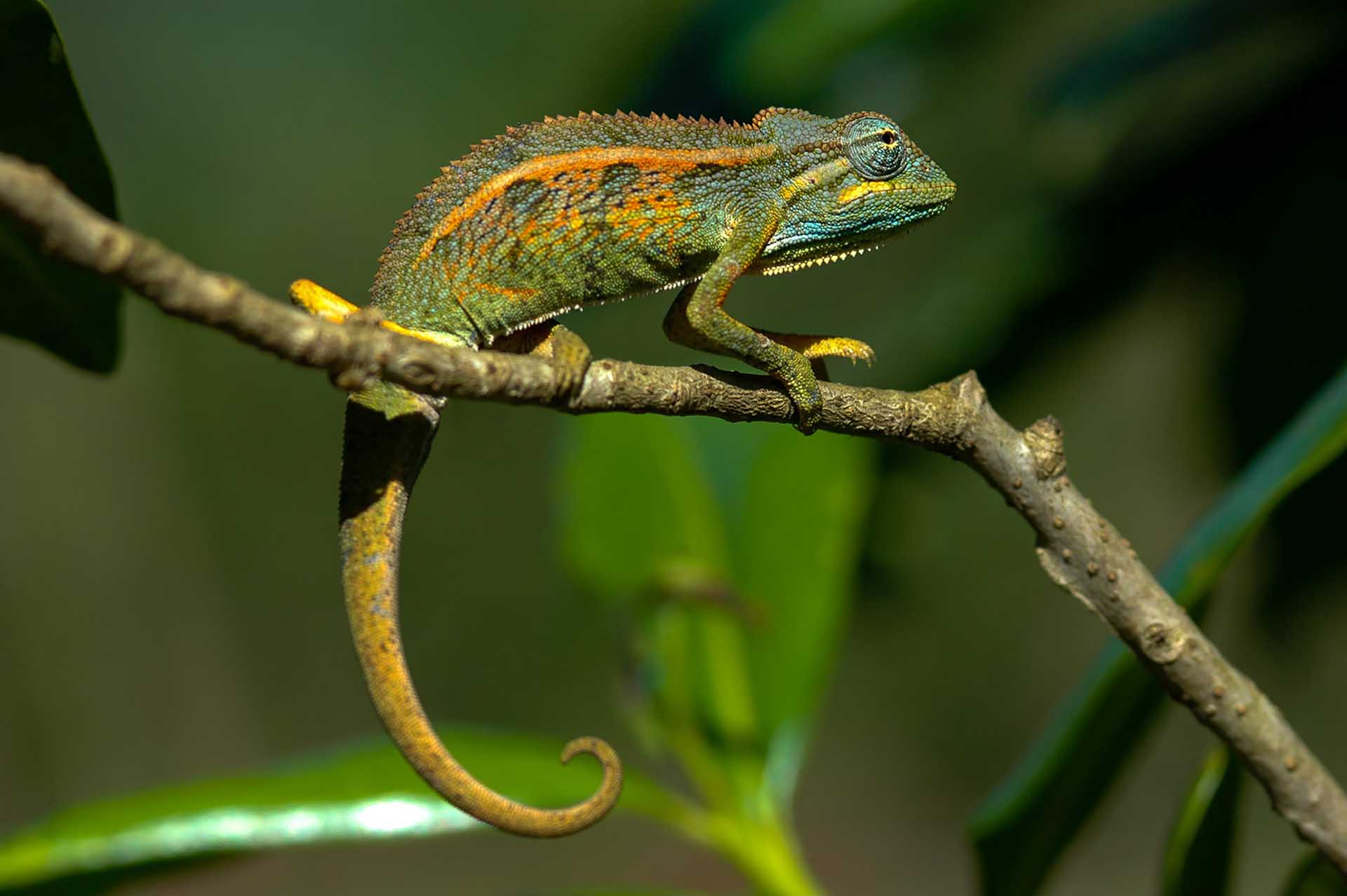 ビゴディ湿地とその周辺には、エリオットカメレオン(Trioceros ellioti)が数多く棲息しており、元気に暮らしています