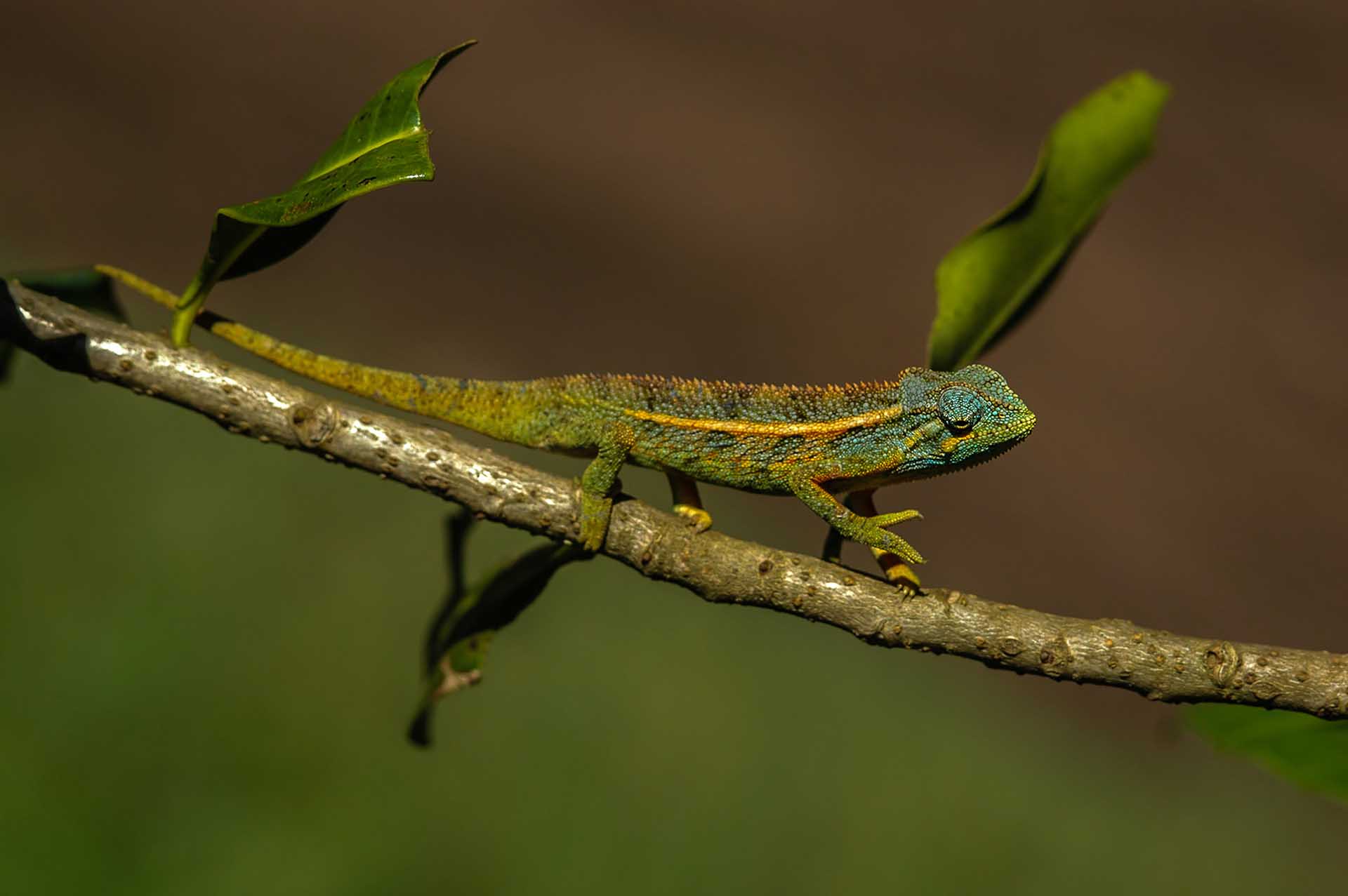 エリオットカメレオン(Trioceros ellioti)は、その特徴的な動きを誇示するように、堂々たる足取りで進みます。