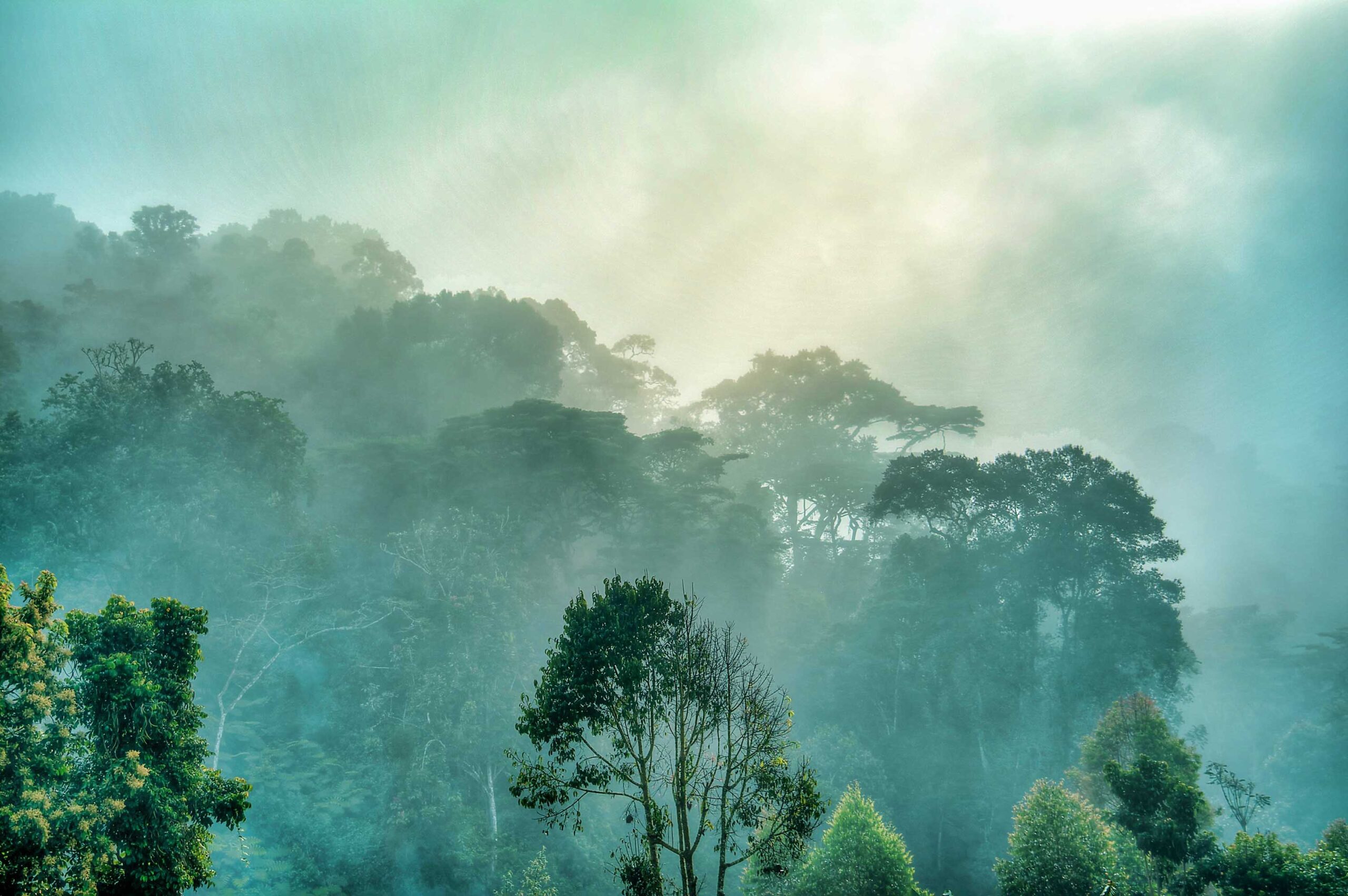ブウィンディ森林国立公園