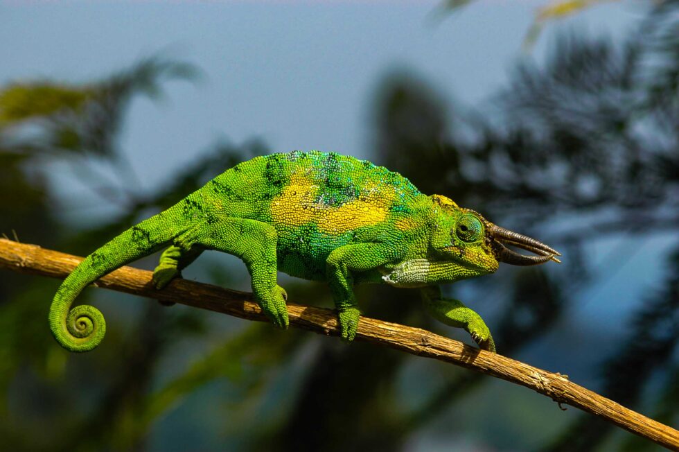 ジョンストンカメレオン