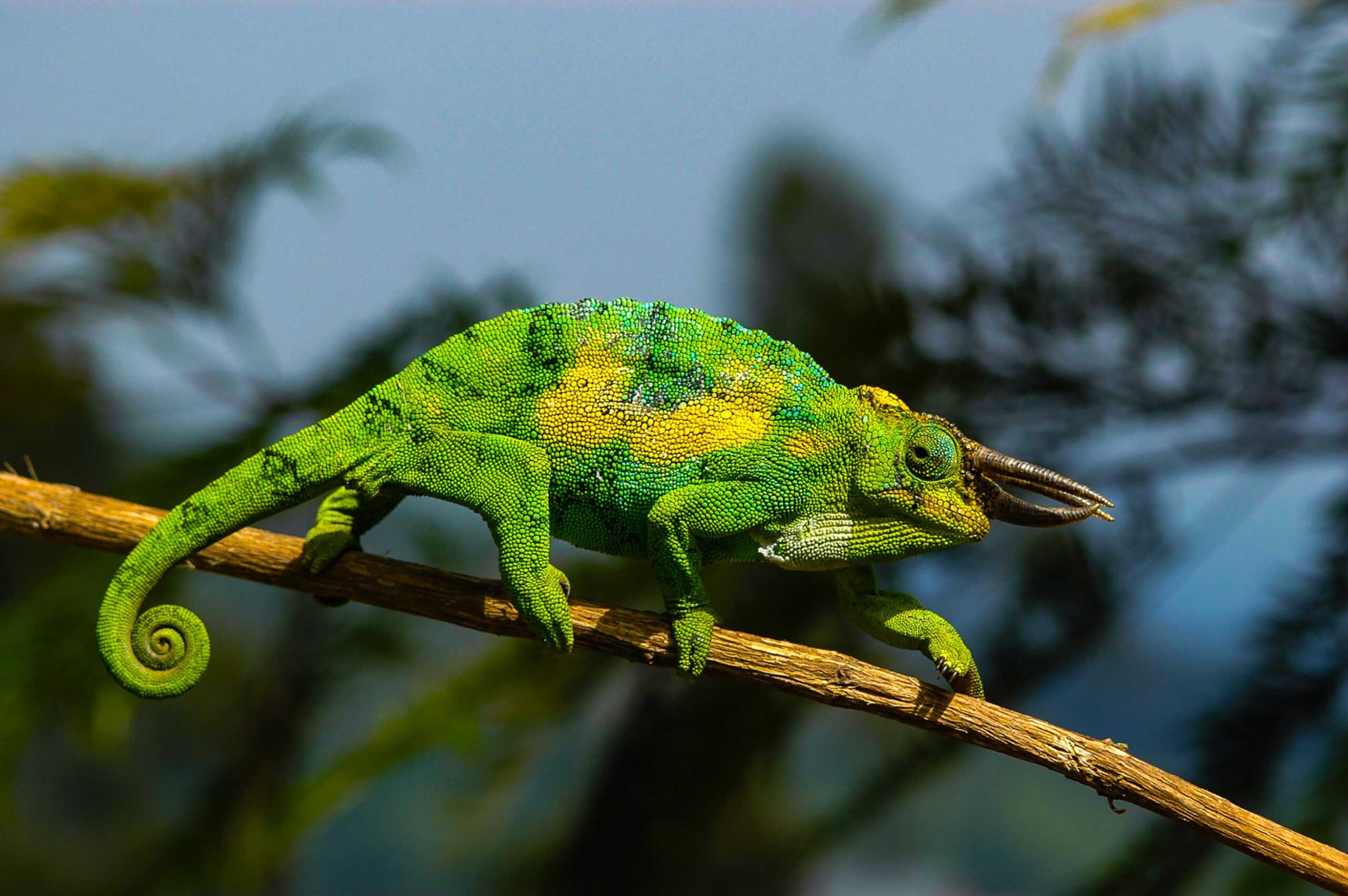 ジョンストンカメレオン