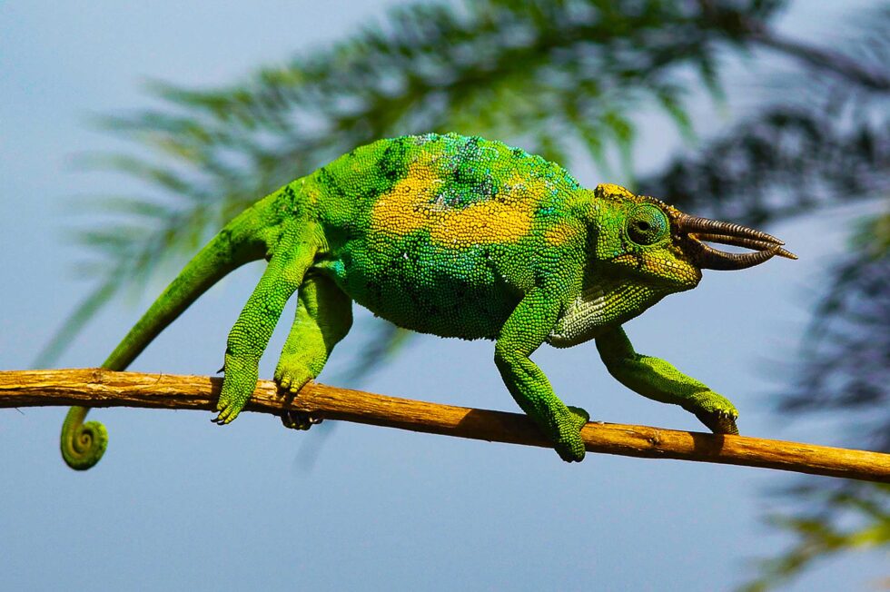 ジョンストンカメレオン