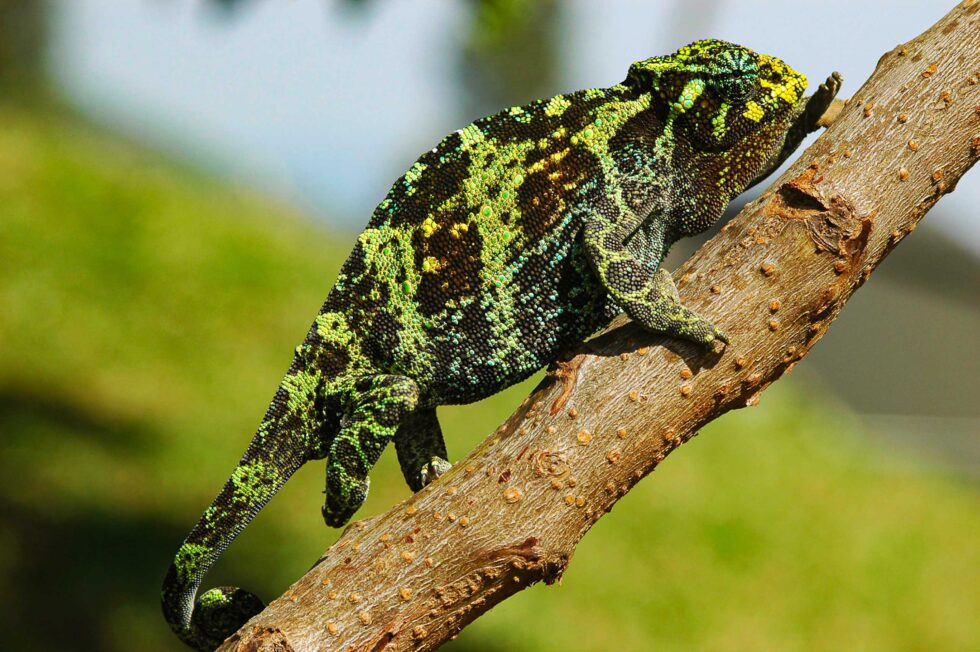 ジョンストンカメレオン