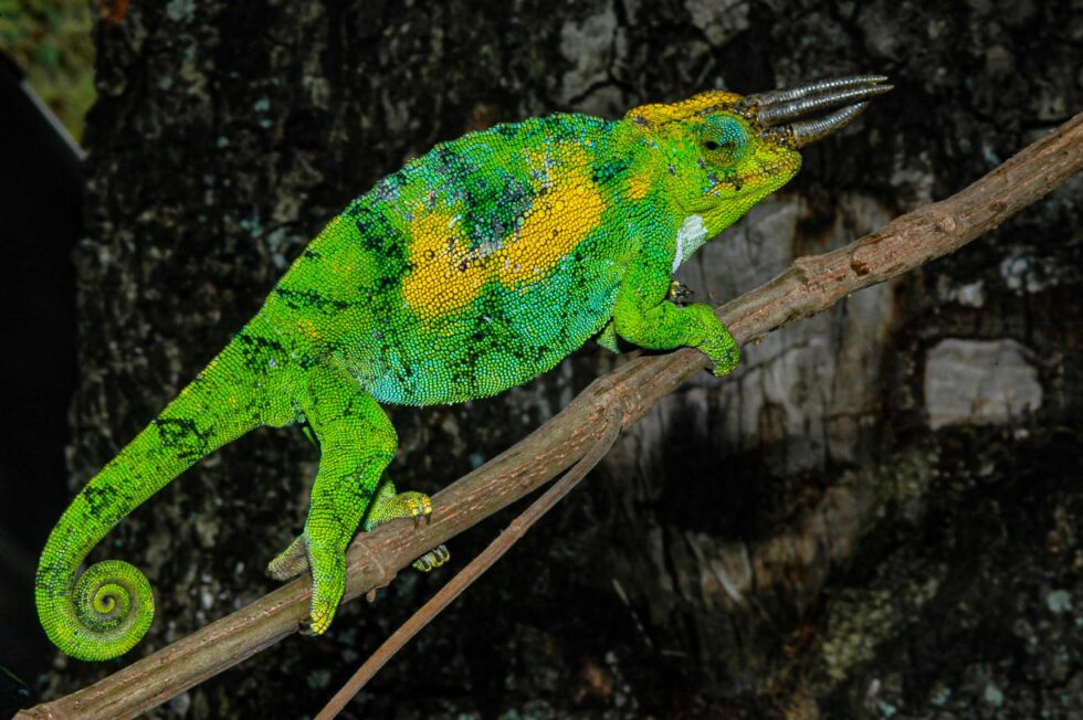 ジョンストンカメレオン