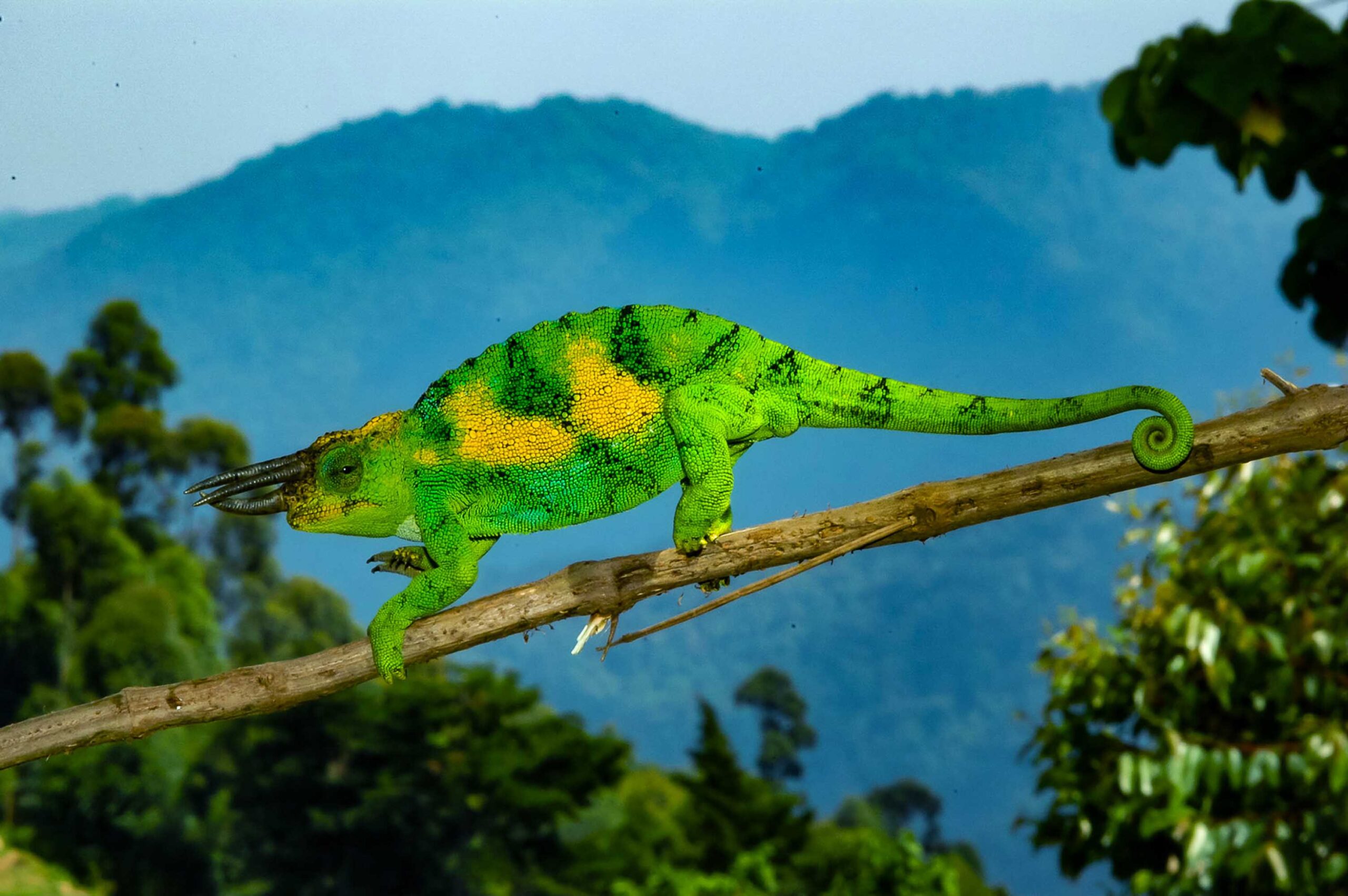 ジョンストンカメレオン