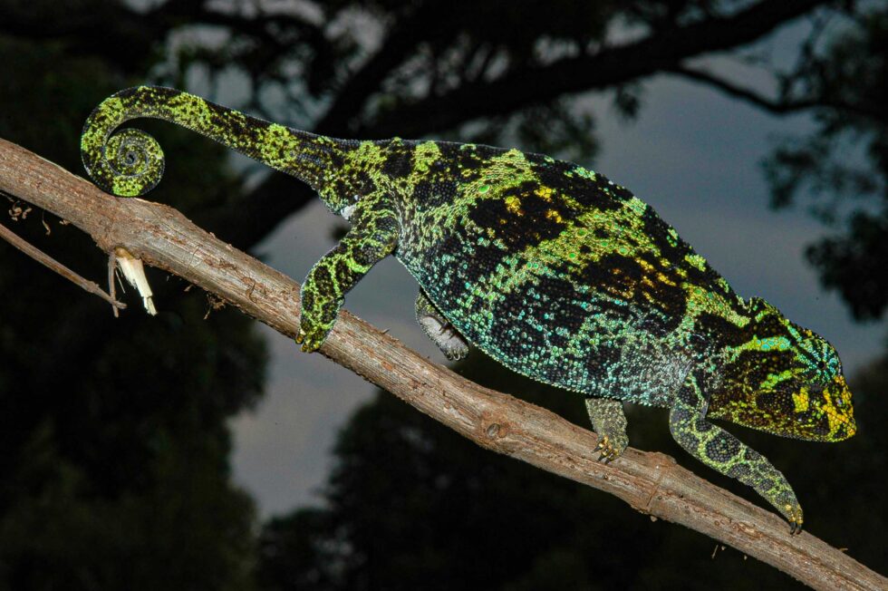 ジョンストンカメレオン