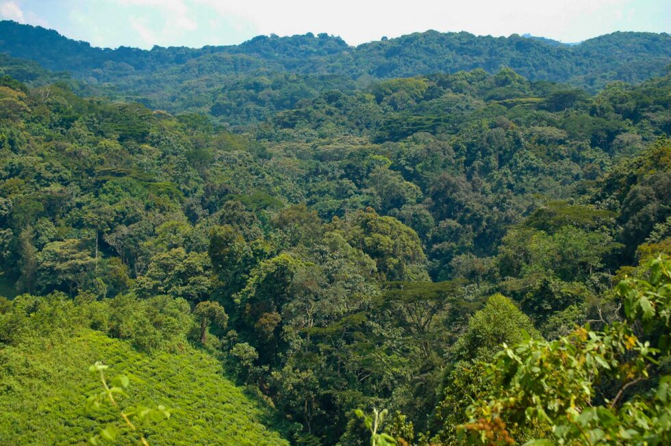 ブウィンディ森林国立公園